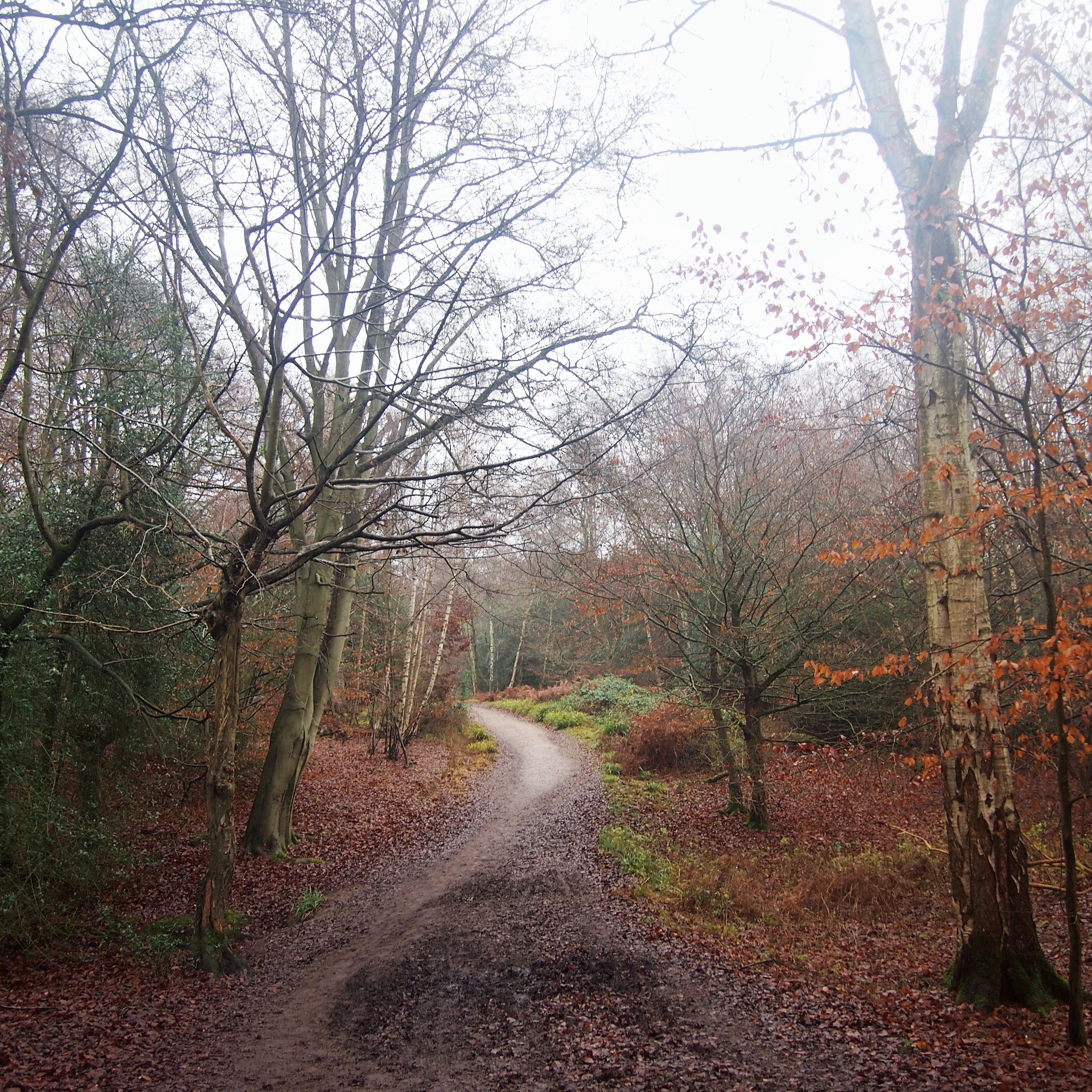 Path leading through a forest